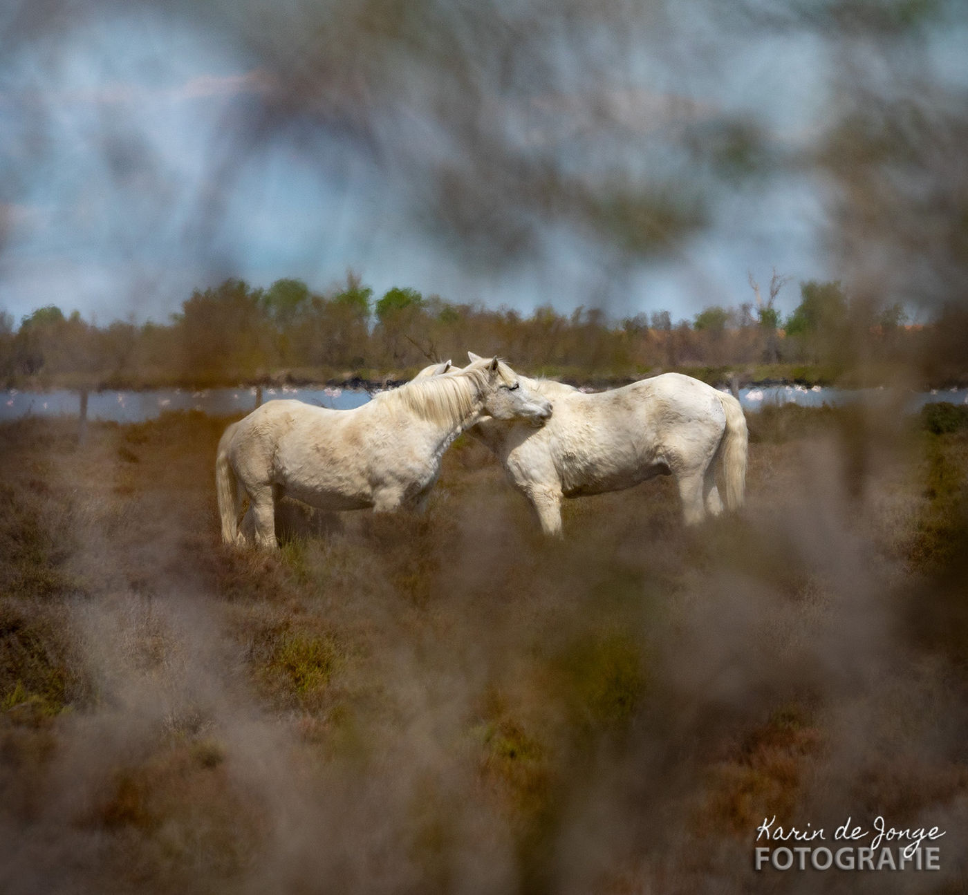 De grijs-witte Camarguepaarden in Salin de Badon