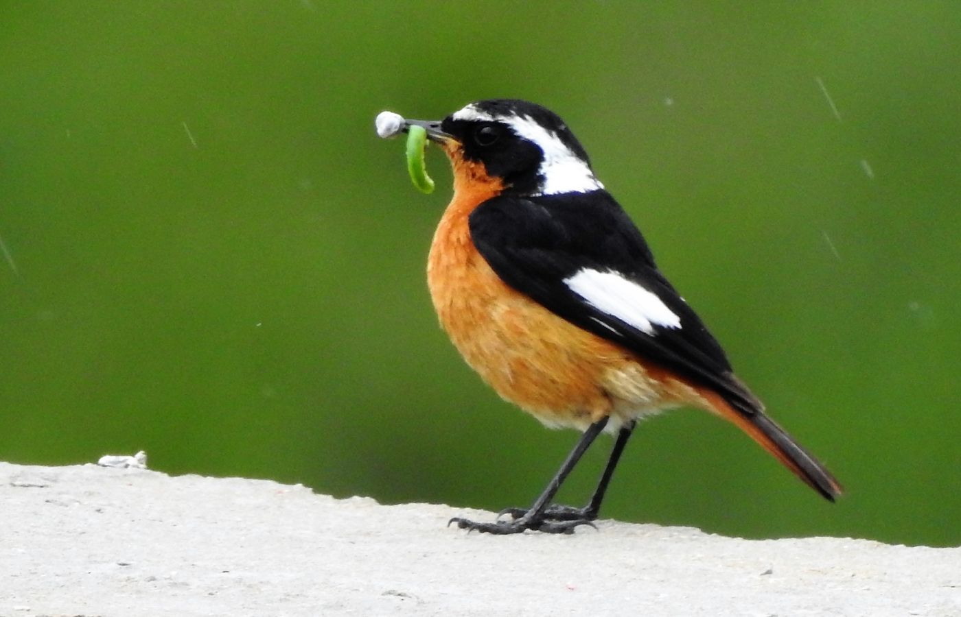 Diadeemroodstaart. © Luc Bekaert