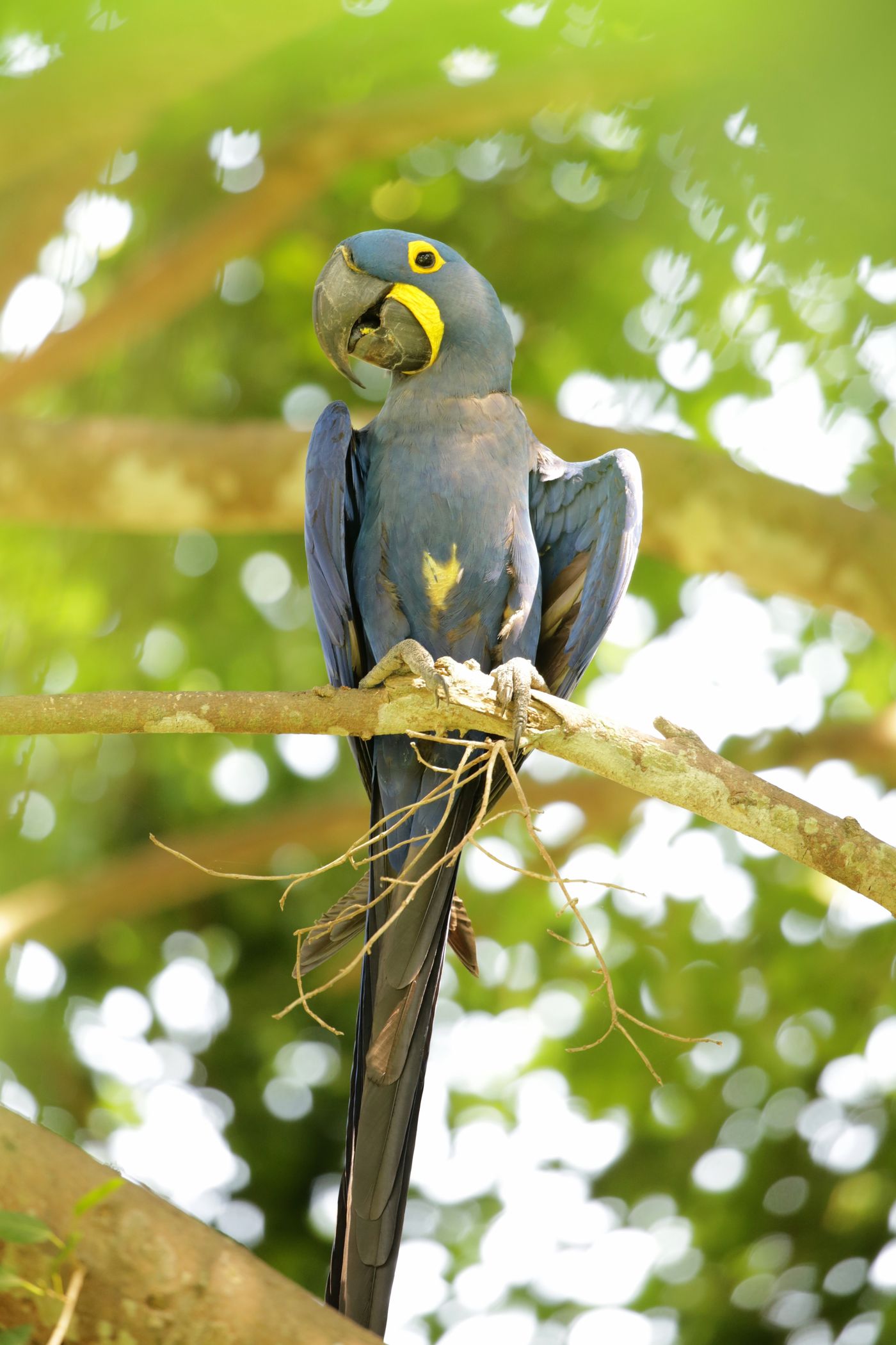 Hyacinth macaw. © Frank Resseler