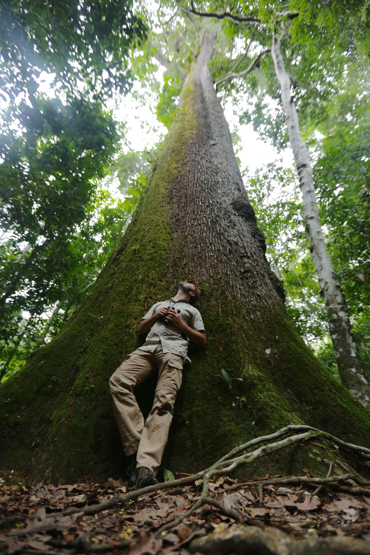 We plaatsen de hoogte van de bomen even in perspectief. © Frank Resseler