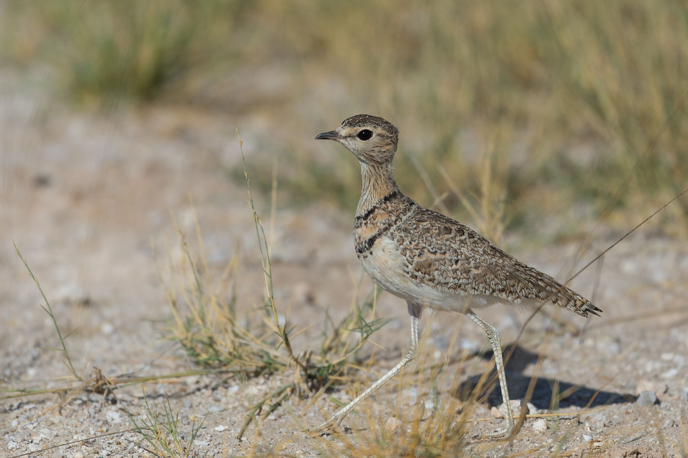 De double-banded courser is een specialist van erg droge vlakten. © Billy Herman