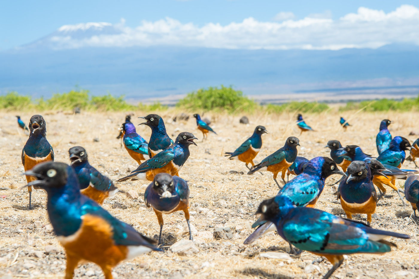 Ga mee op natuurreis naar Kenia met STARLING