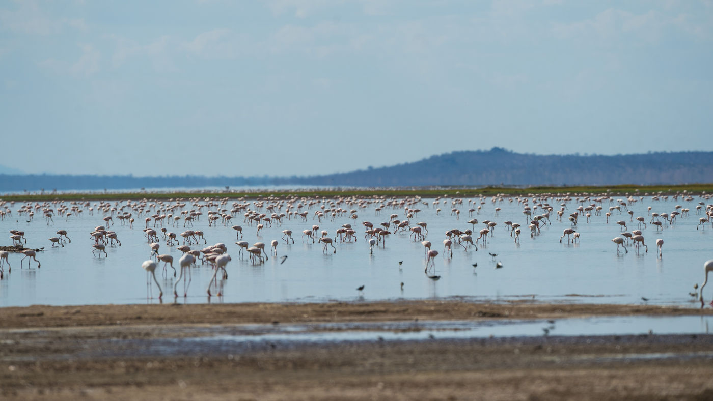  Een meer vol flamingo's. © Billy Herman