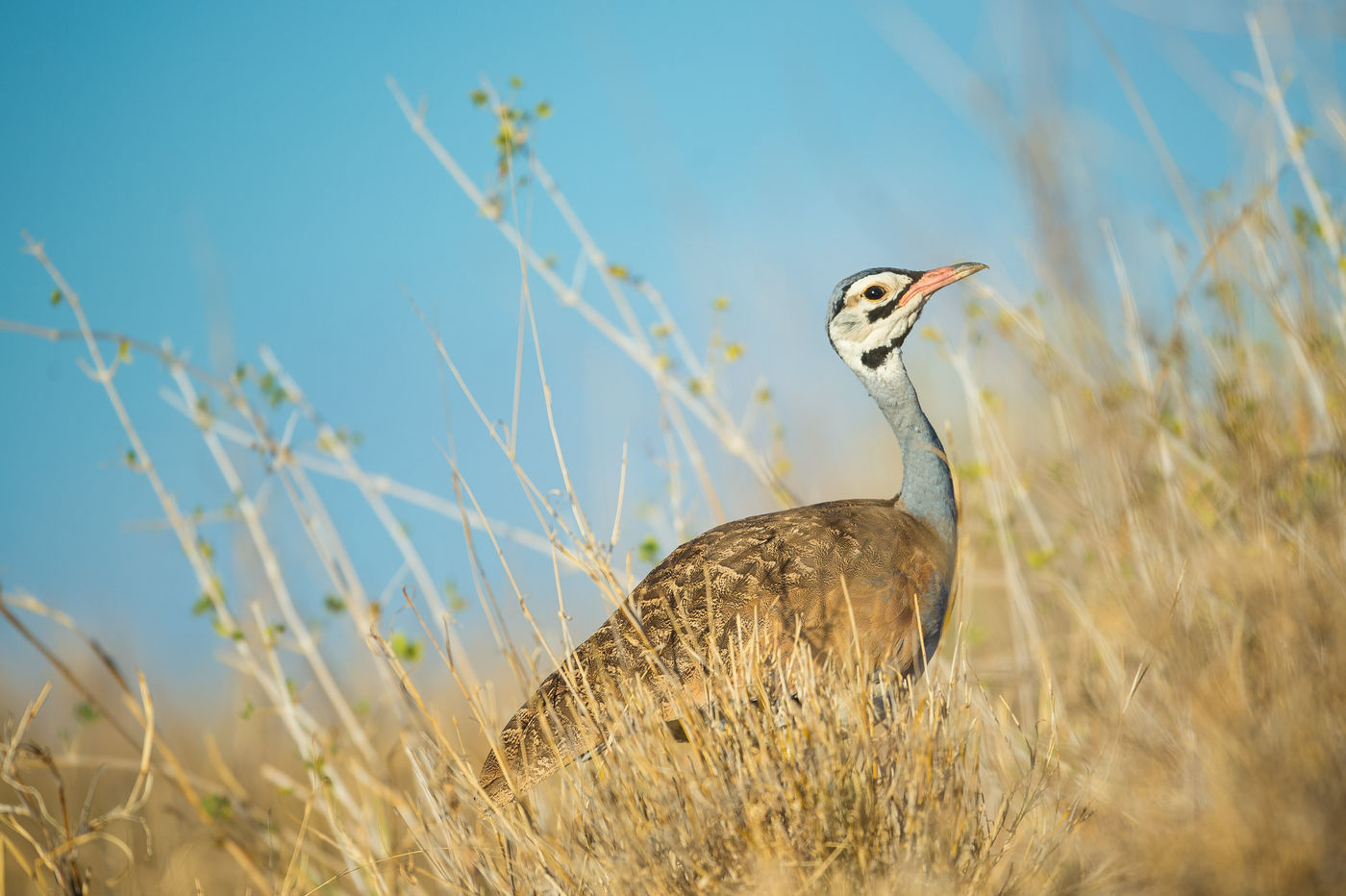 De white-bellied bustard is één van de maar liefst vier soorten trappen die in Kenia voorkomen. © Billy Herman