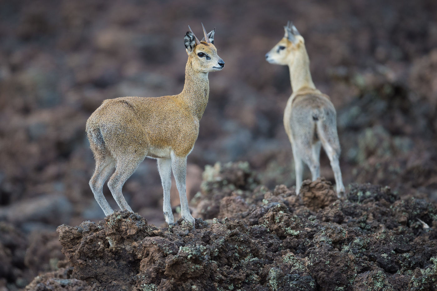 Klipspringers zijn duikers die zich wisten aan te passen aan een harde ondergrond in montaan gebied. © Billy Herman