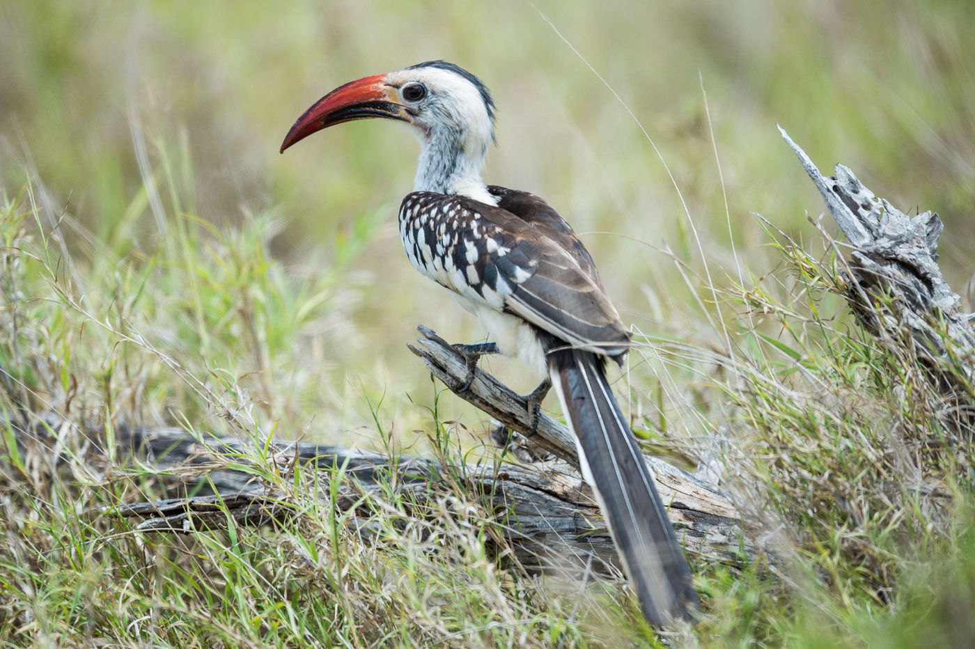 Een northern red-billed hornbill, een typische savannesoort. © Billy Herman