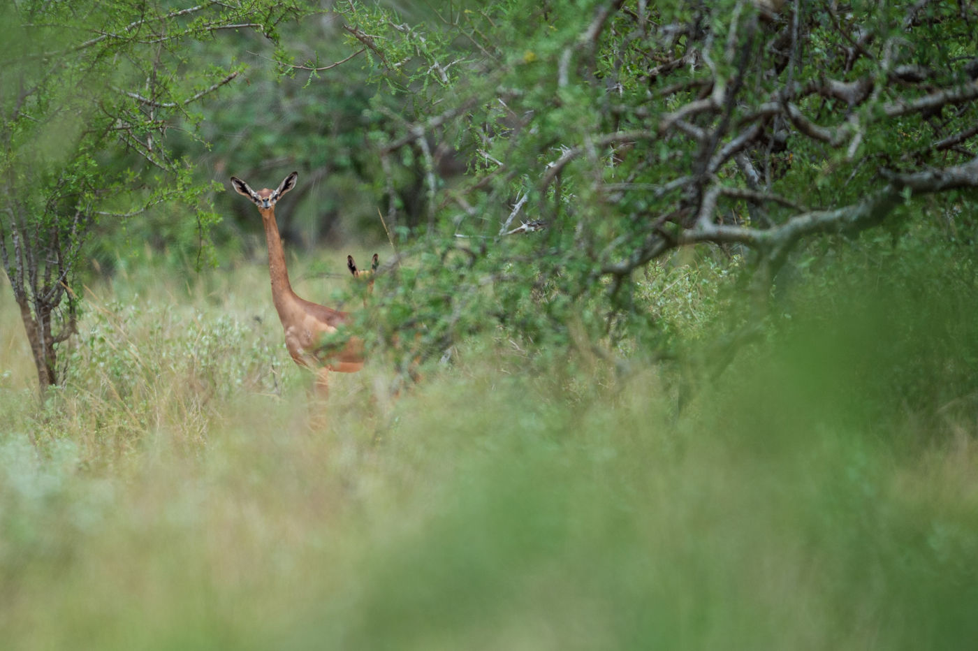 Waakzaamheid is de sleutel tot overleven in de savanne. © Billy Herman