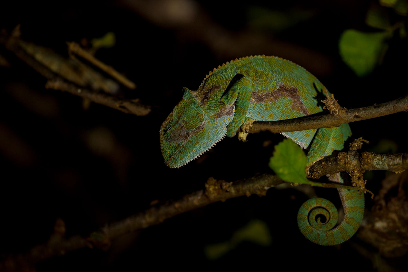 Deze nachtelijke kameleon lag op de loer voor een prooi. © Billy Herman