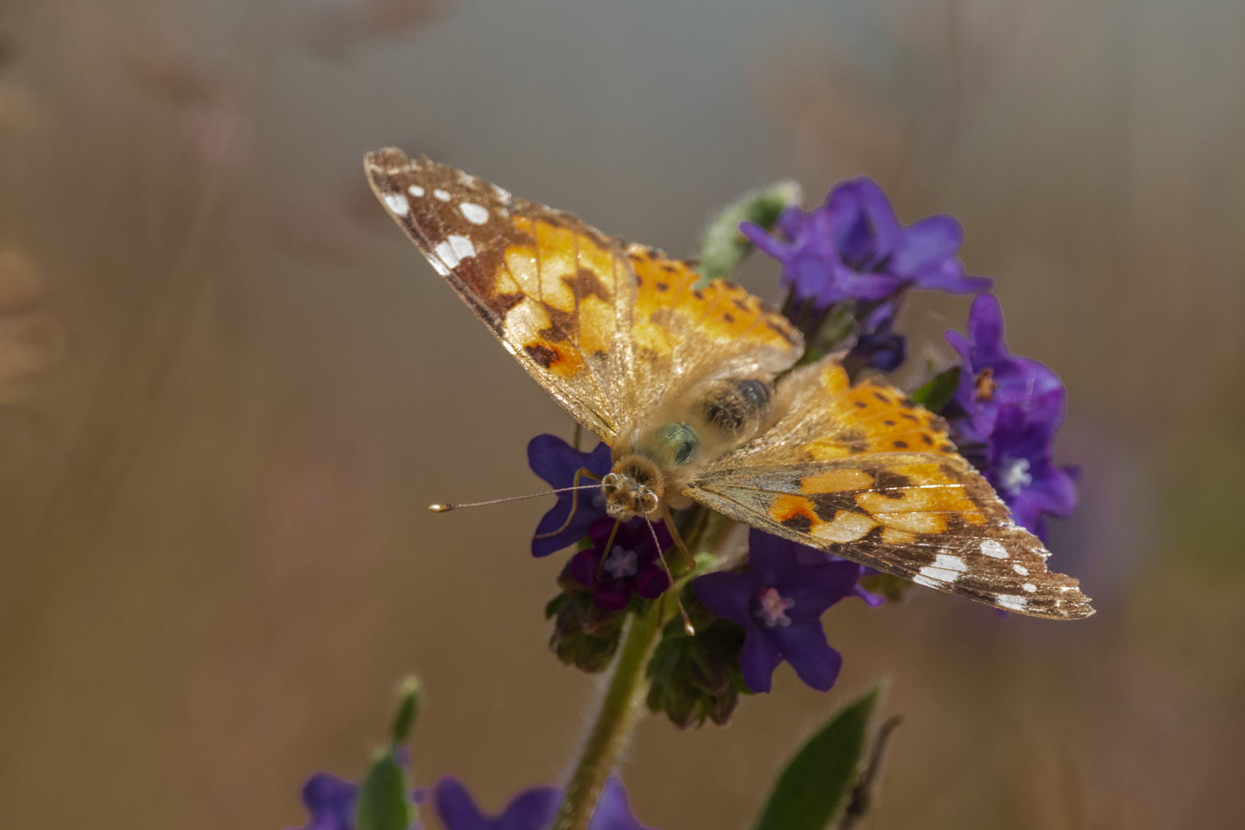 Cette belle-dame pose pour nous. © Sabine Ongenae