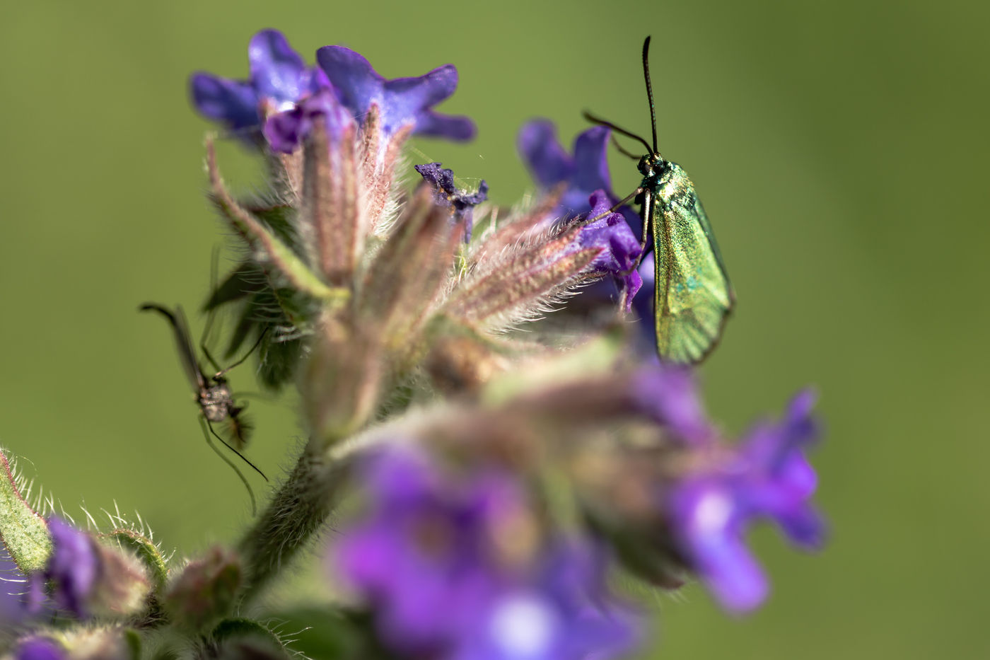 Adscita statices est un papillon nocturne, mais qui butine de jour. © Sabine Ongenae