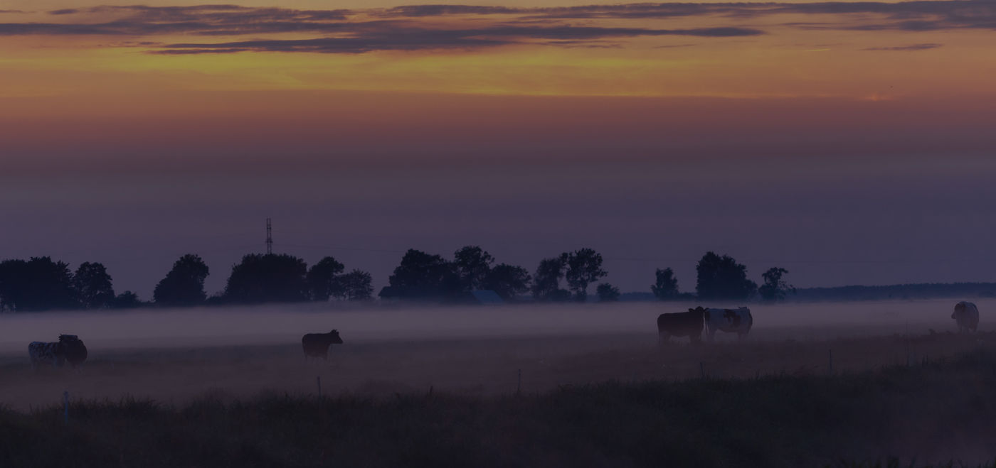 Lever de soleil sur un troupeau de vaches. © Sabine Ongenae