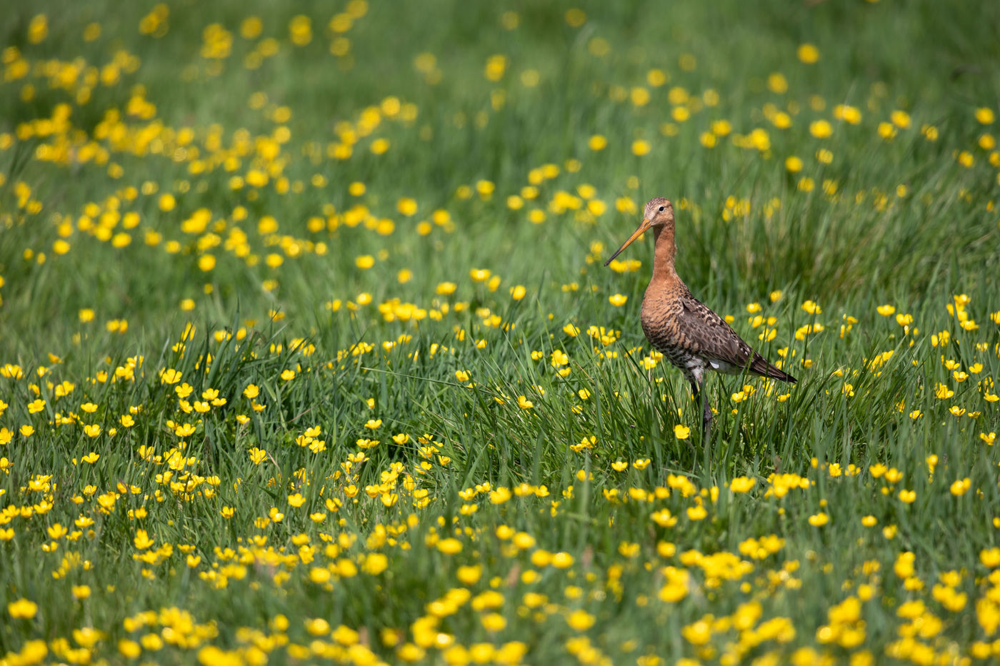 Les prairies pleines de barges sont un superbe spectacle. © Sabine Ongenae