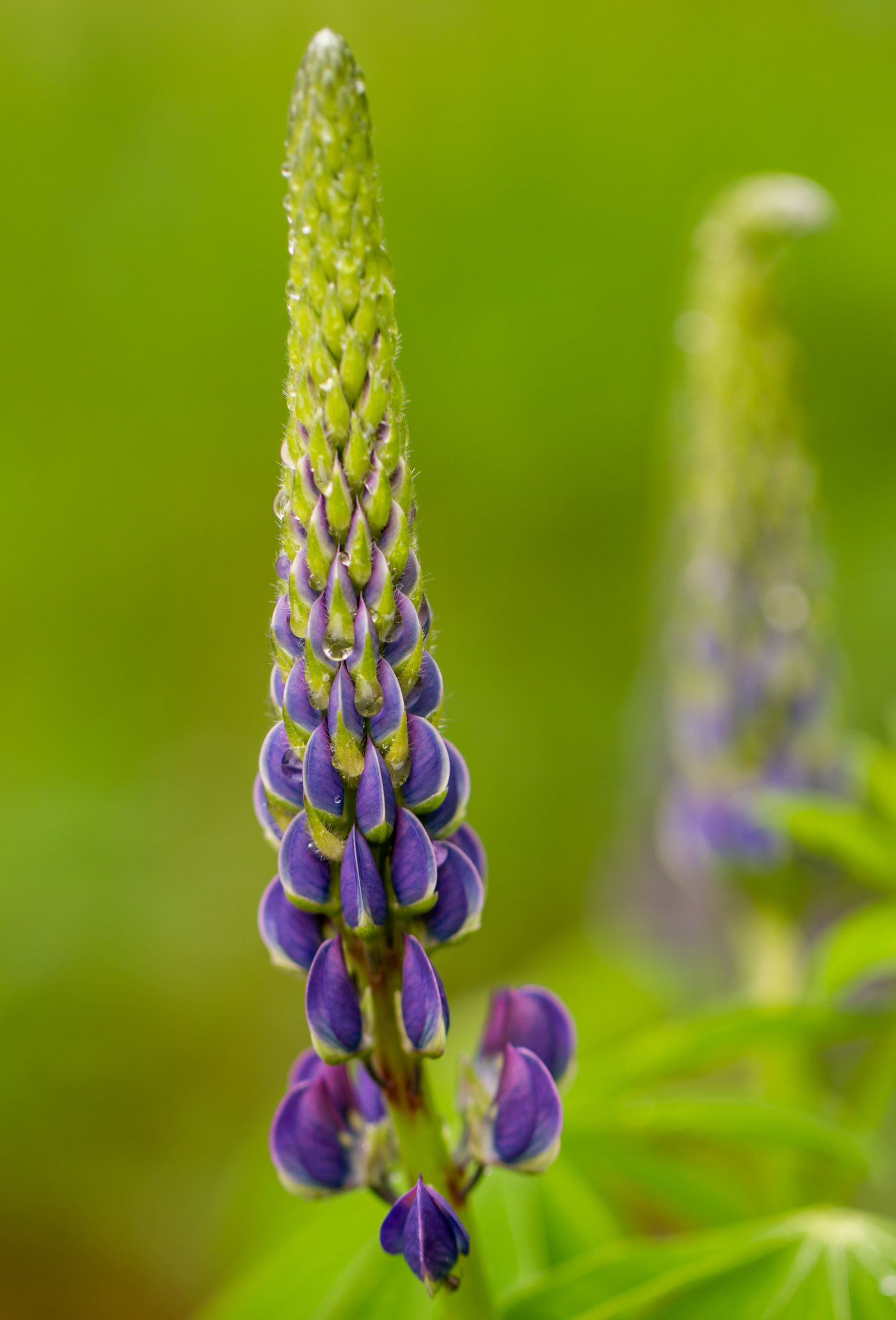 Les lupins sont simplement des fleurs magnifiques. © Sabine Ongenae