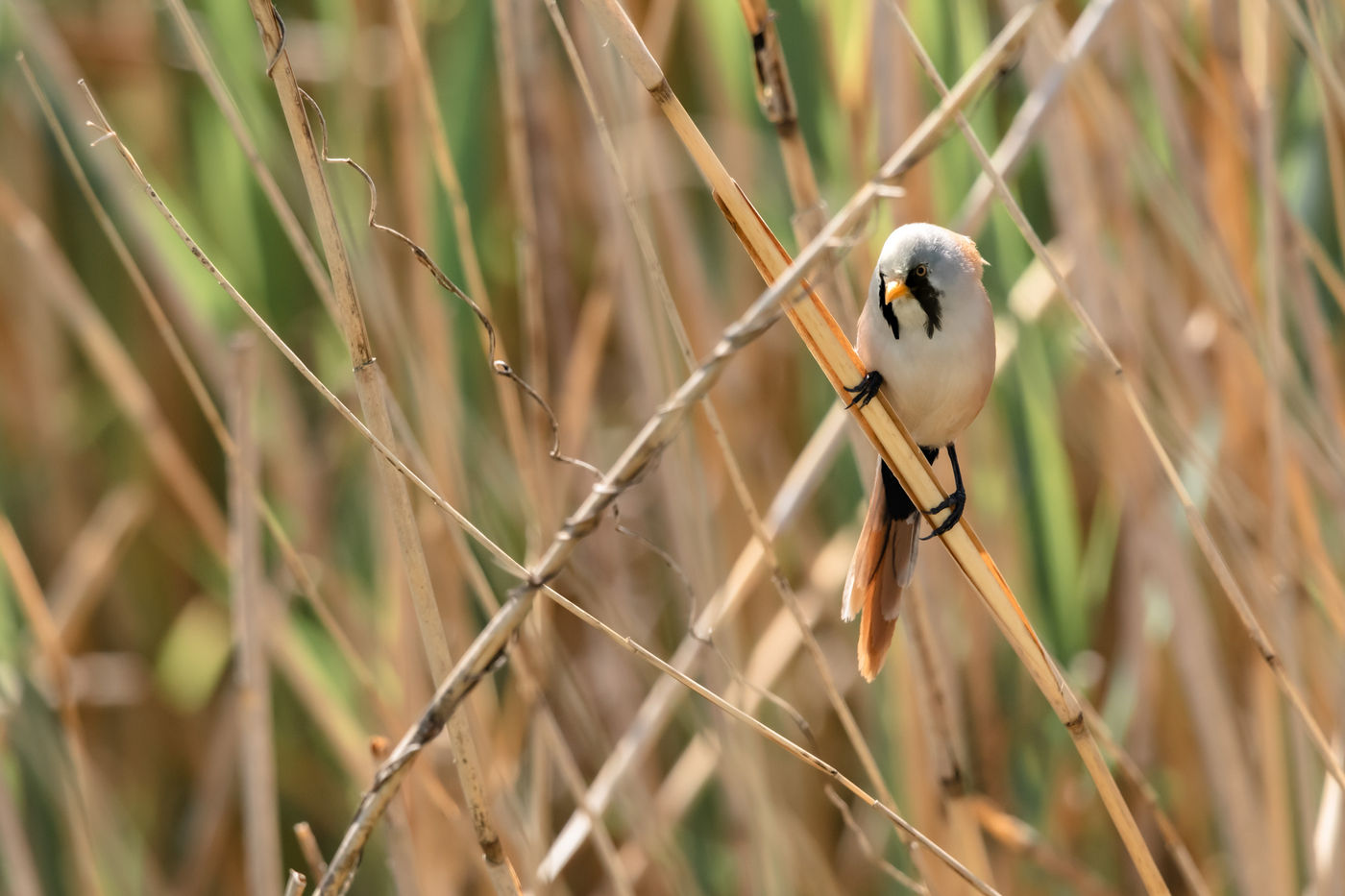 Un mâle adulte de panure à moustaches dans son environnement typique. © Sabine Ongenae