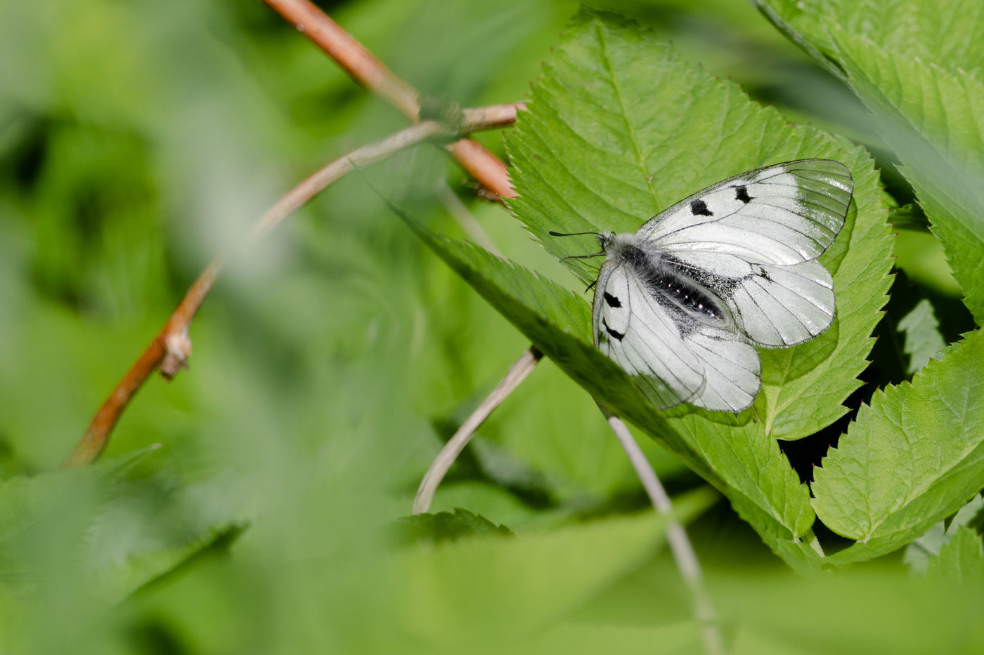 Un semi-Apollon. © Sabine Ongenae