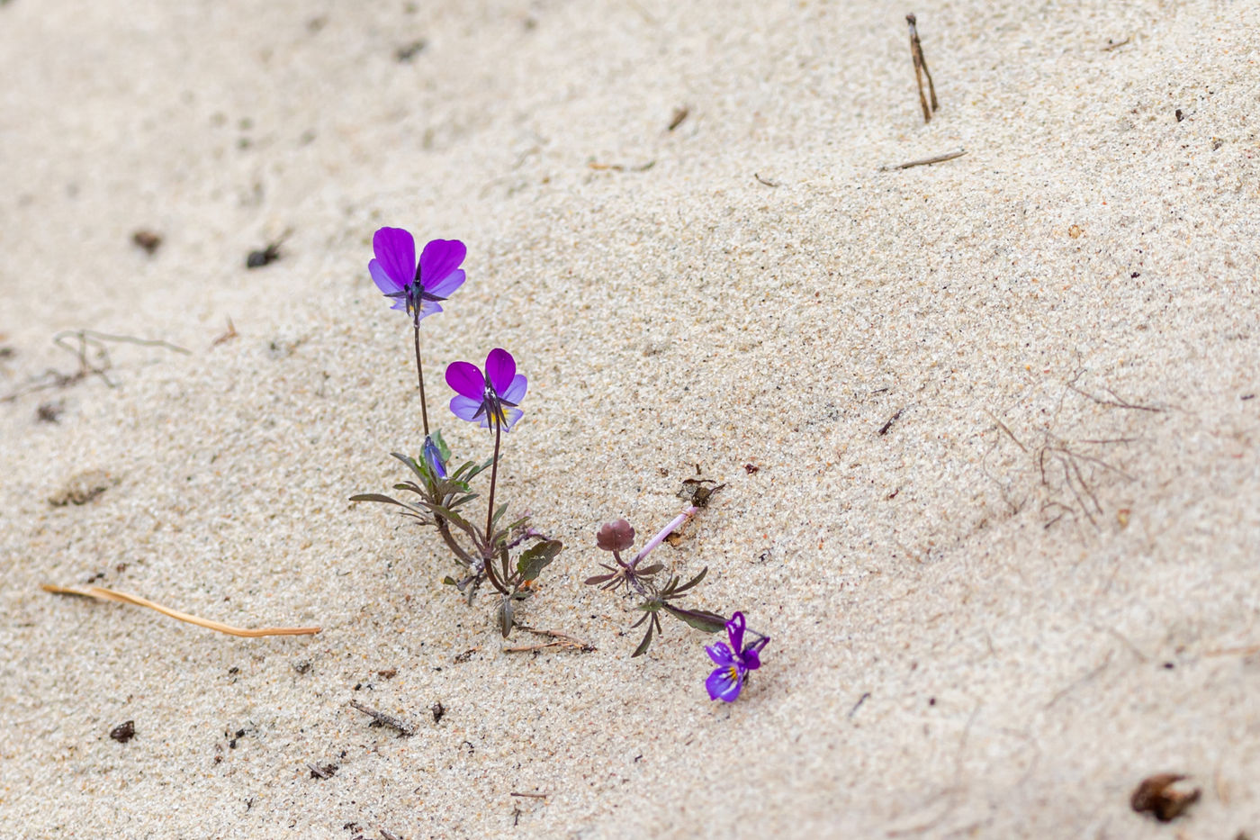 La pensée des dunes pousse typiquement dans le sable. © Sabine Ongenae