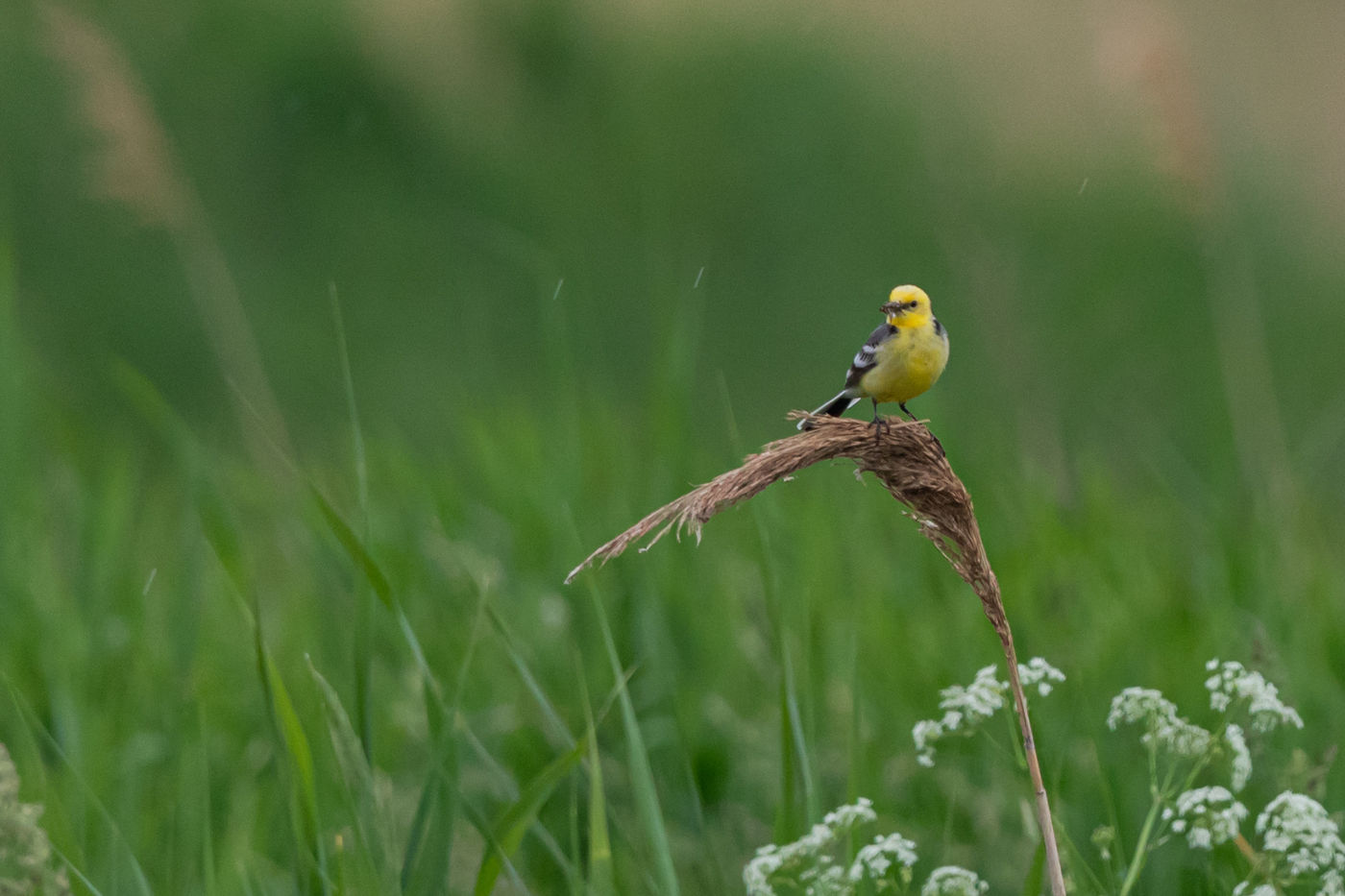 Un mâle de bergeronnette citrine dans les marais. © Sabine Ongenae