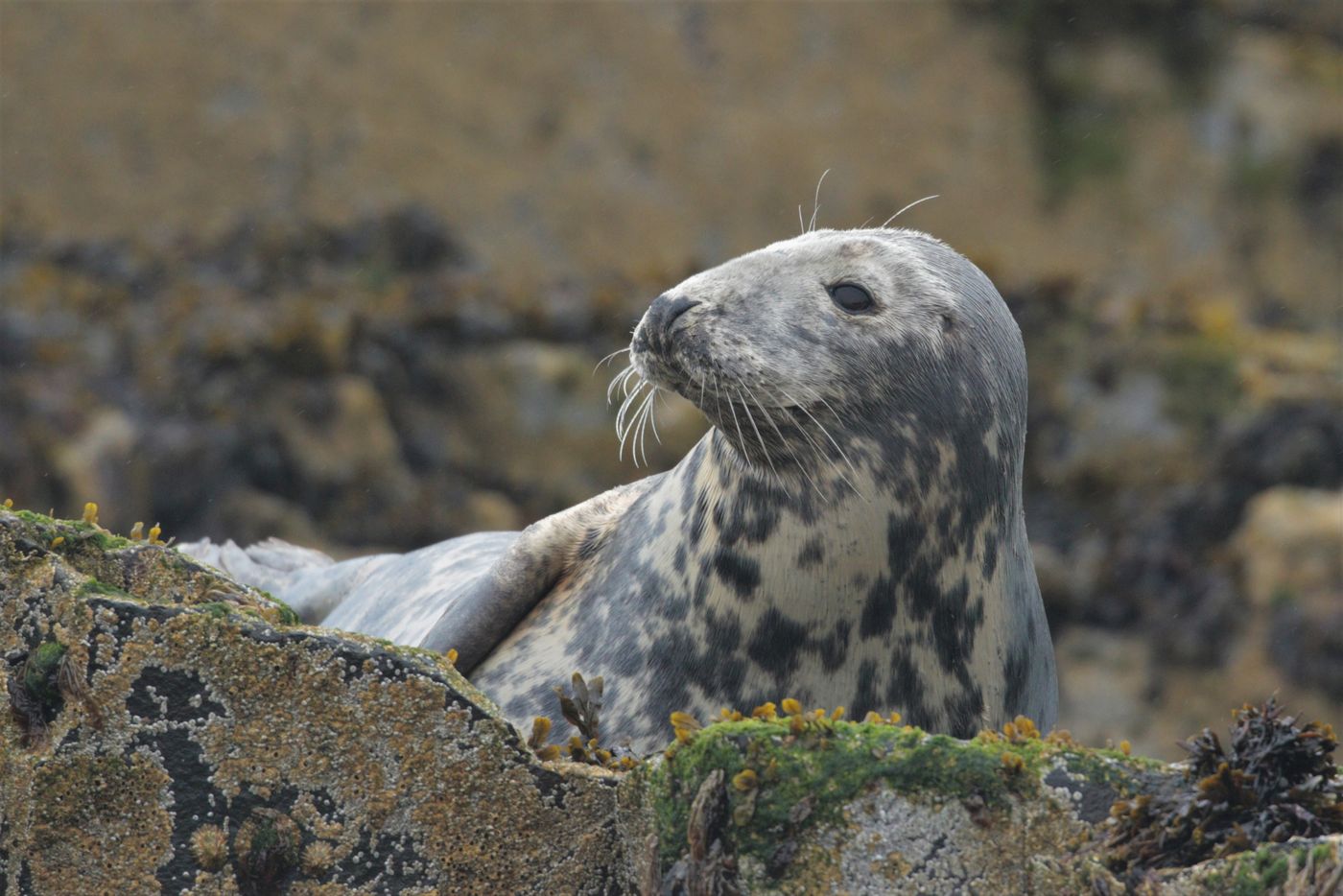 Grijze zeehond © Noé Terorde