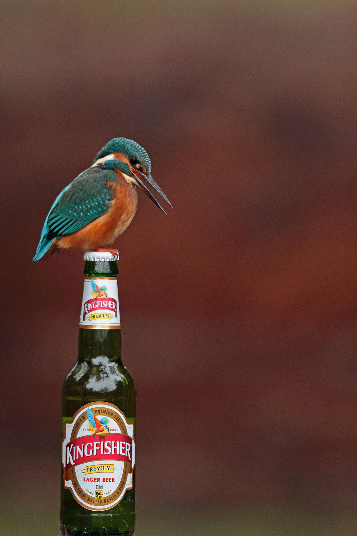 Une petite bière entre les repas de martin...