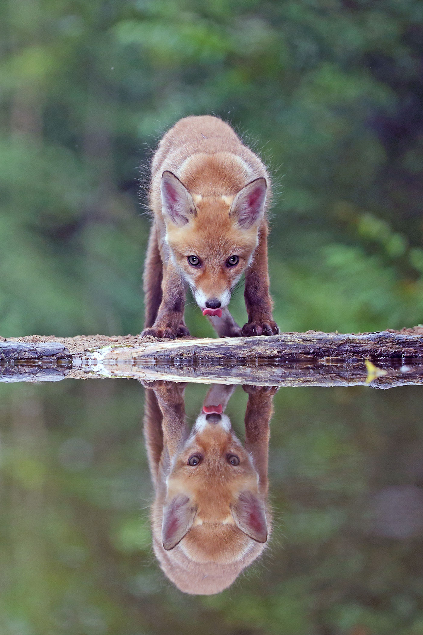 Un renard venant s'abreuver à la drink station