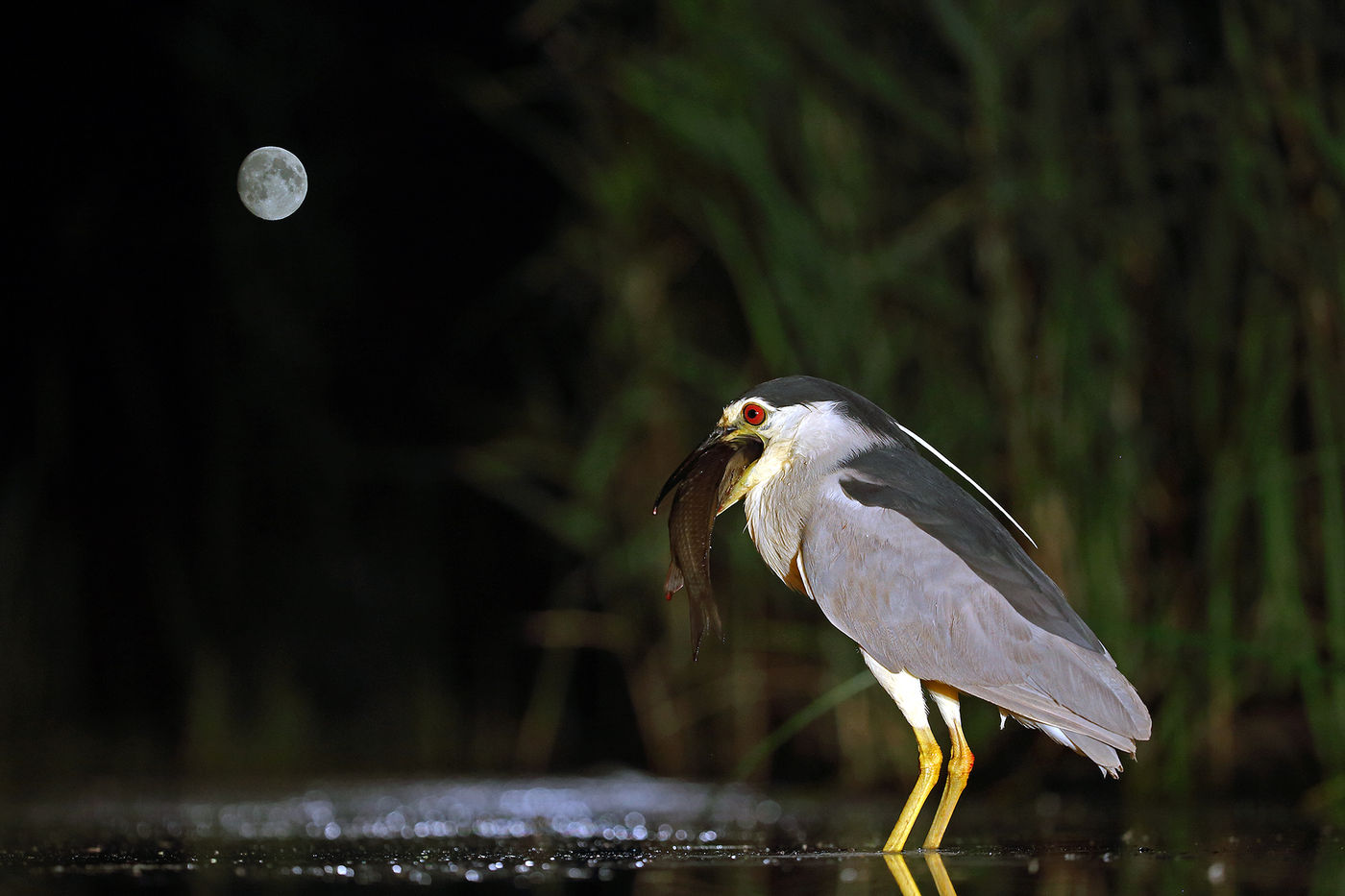 En photographiant depuis le ras de l'eau, l'angle obtenu est idéal