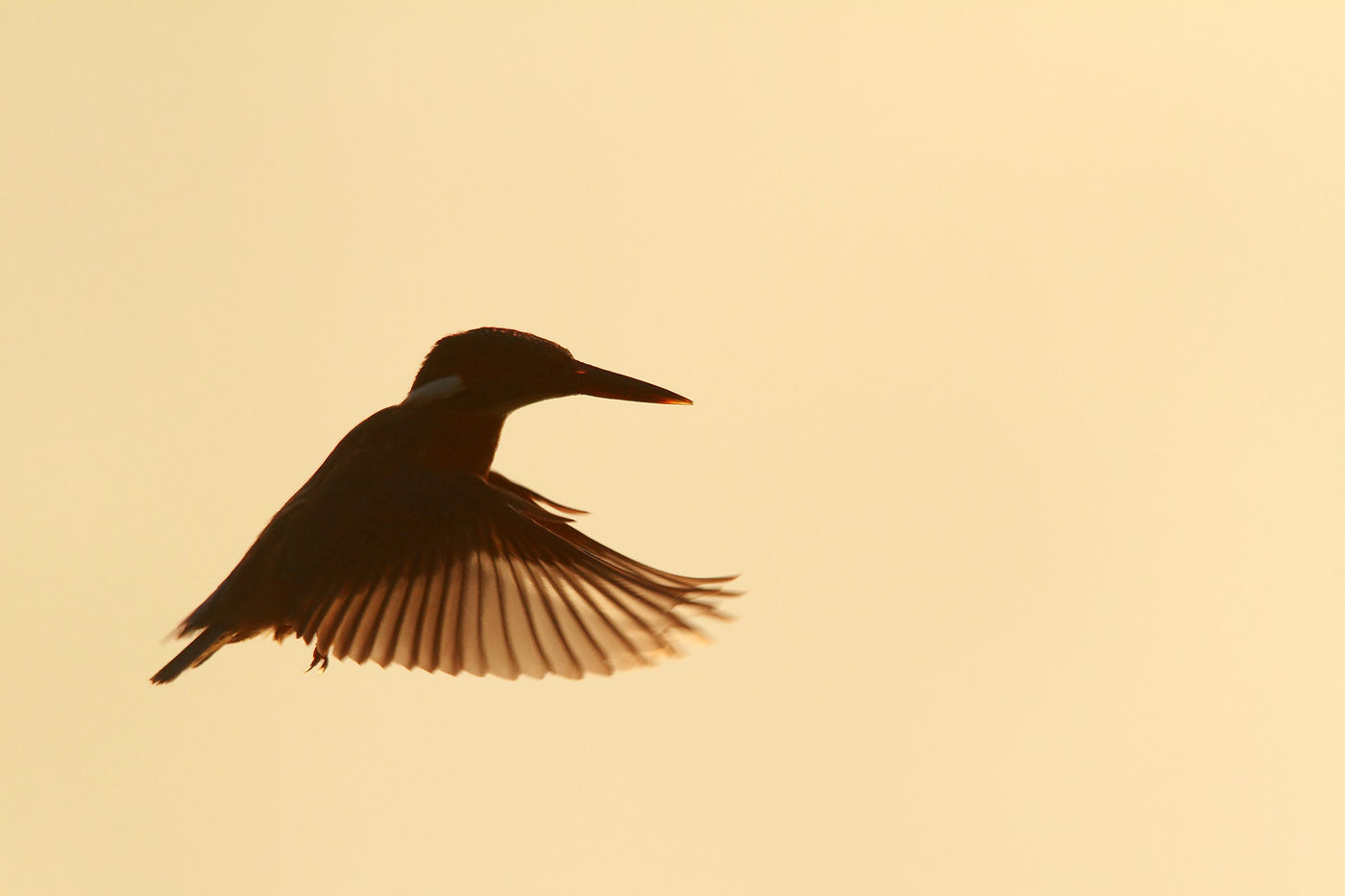 Martin en contre-jour