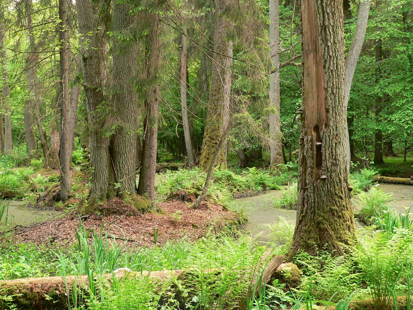 Immersion dans la forêt de Bialowieza