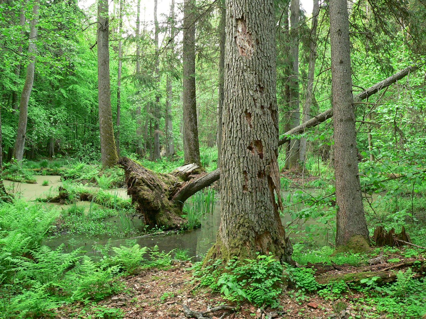 Immersion dans la forêt de Bialowieza