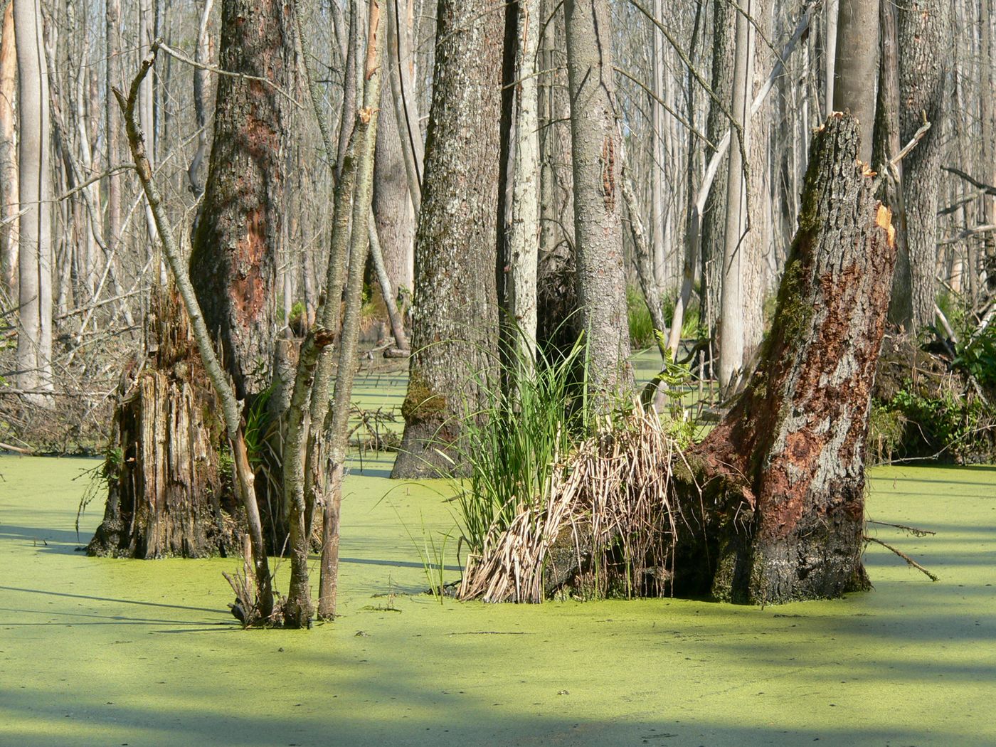 Nous avons la chance de parcourir les sentiers de la forêt primaire de Bialowieza