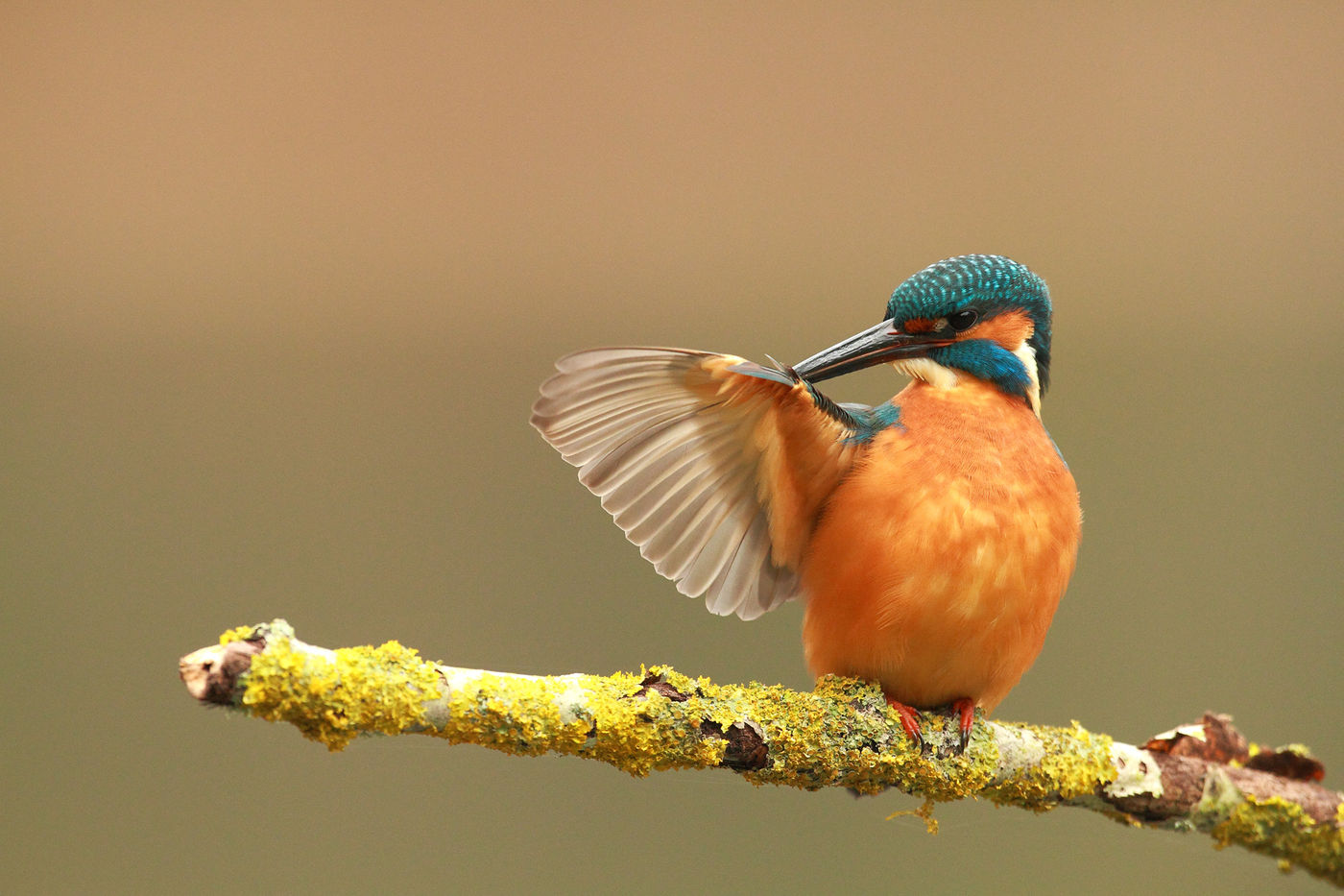 Après la plongée, séance de lissage du plumage