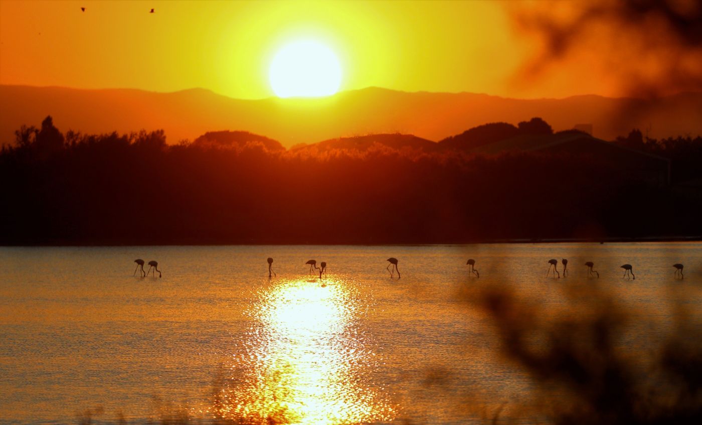 Coucher de soleil sur les flamants roses