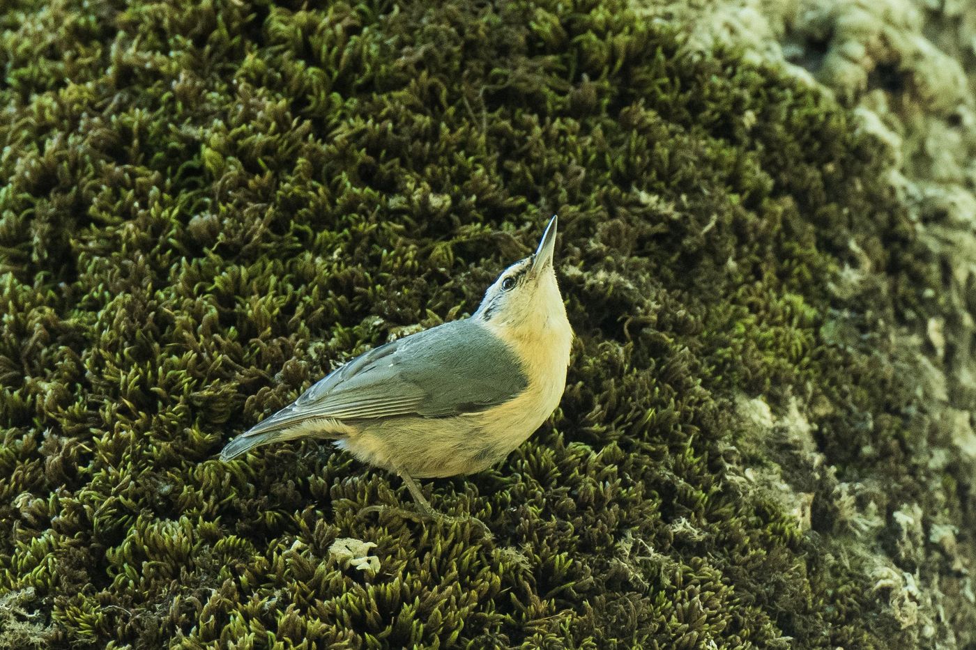 AlgerijeSilas (3 van 4) De Algerijnse boomklever. © Silas Morreeuw