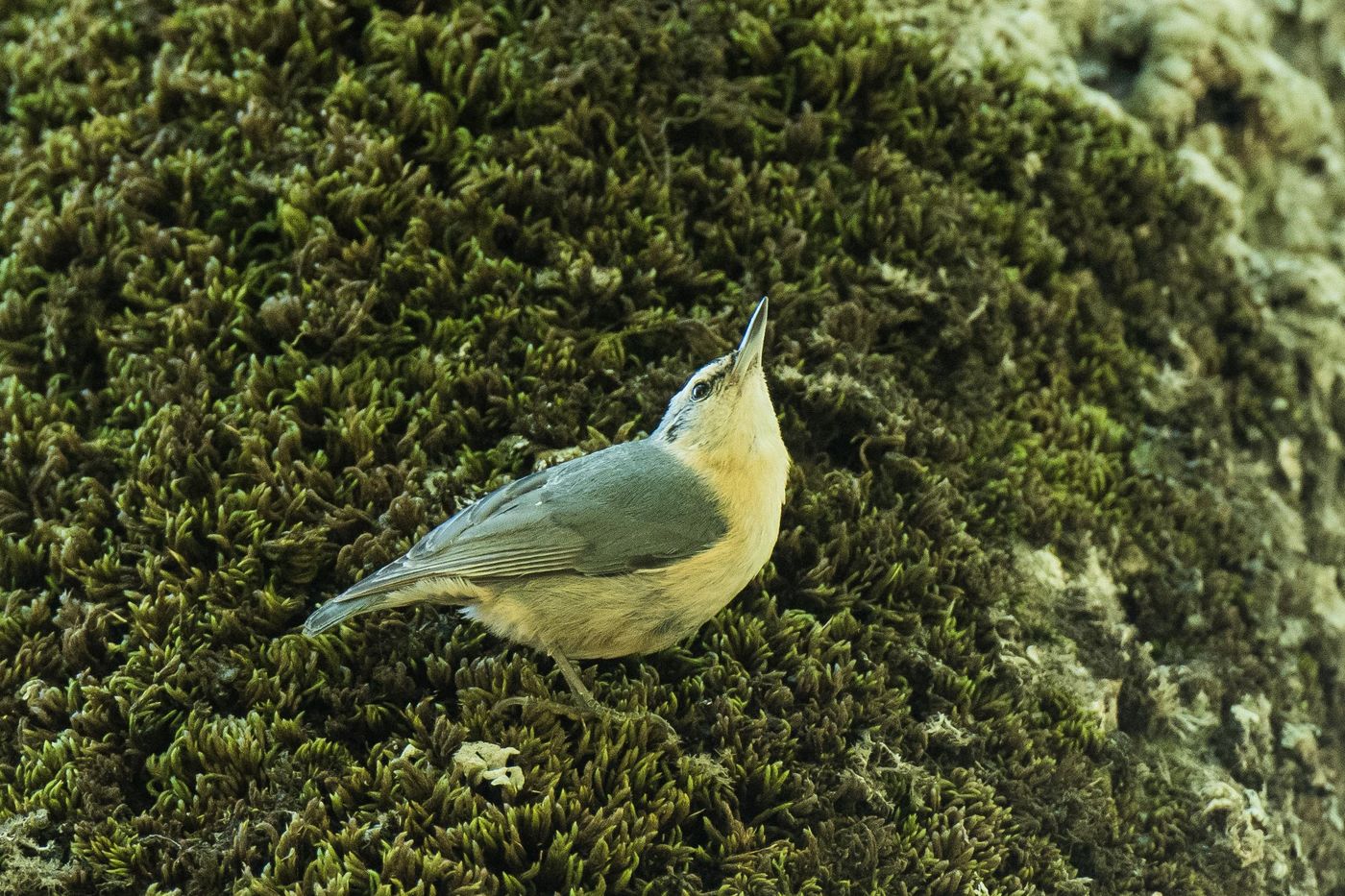 De Algerijnse boomklever. © Silas Morreeuw