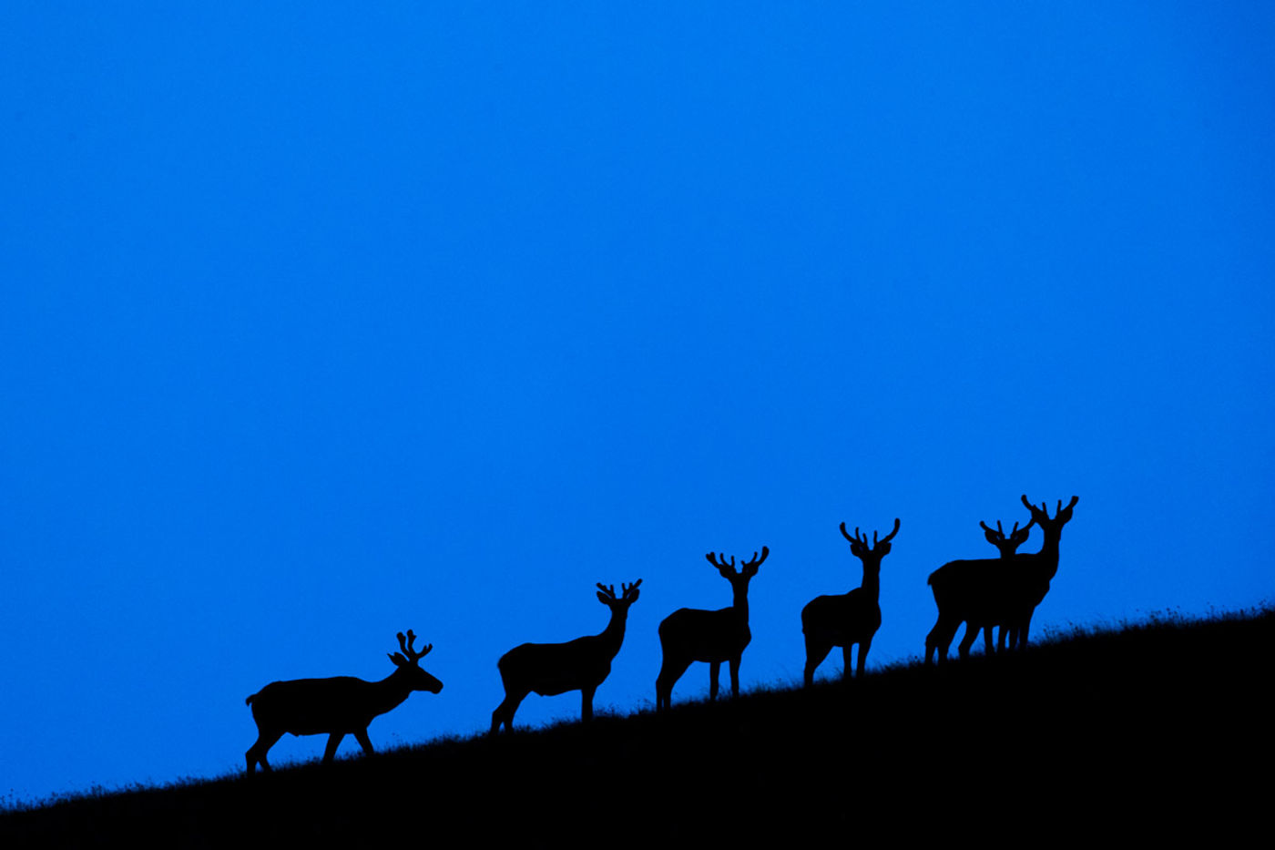 Een groep Siberian roe deer laat zich zien aan de horizon. © Pieter-Jan Dhondt