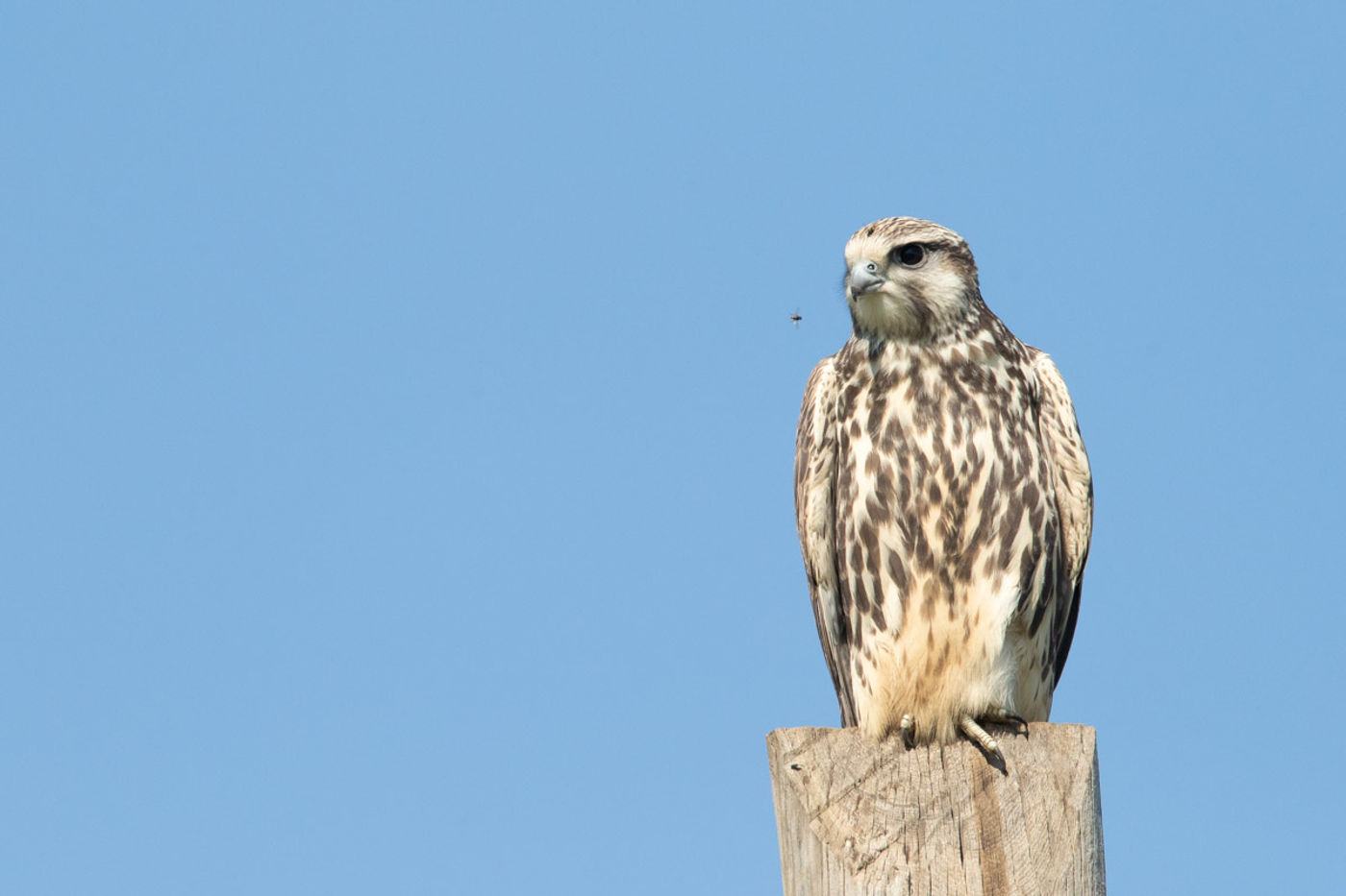 Een juveniele sakervalk. © Pieter-Jan Dhondt