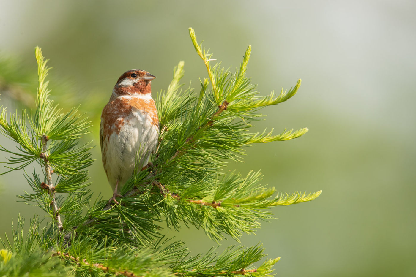 Dit mannetje witkopgors was een leuke verrassing tijdens onze reis. © Pieter-Jan Dhondt