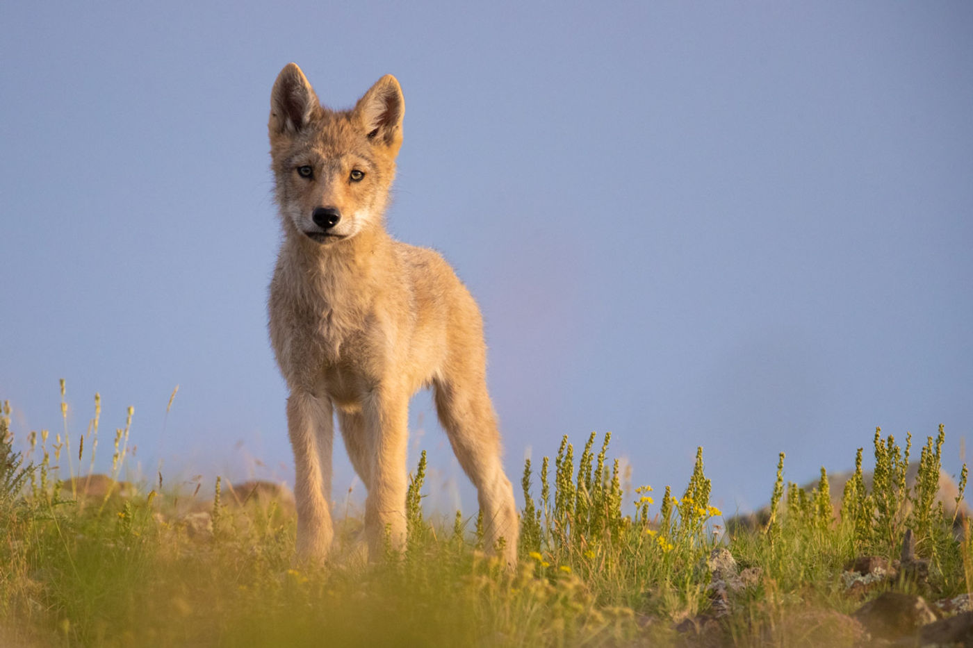 Een jonge Mongolian wolf kijkt ons aan. © Pieter-Jan Dhondt