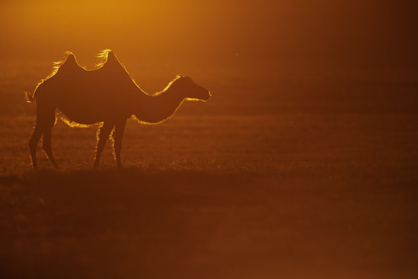 Een kameel met tegenlicht. © Pieter-Jan Dhondt