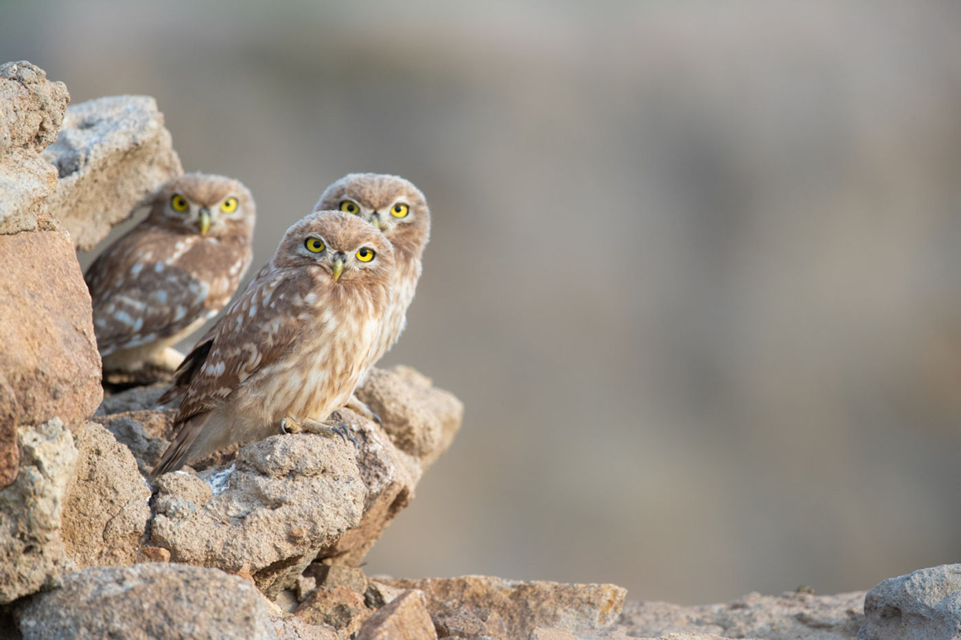 Steenuilen nabij het nest. © Pieter-Jan Dhondt
