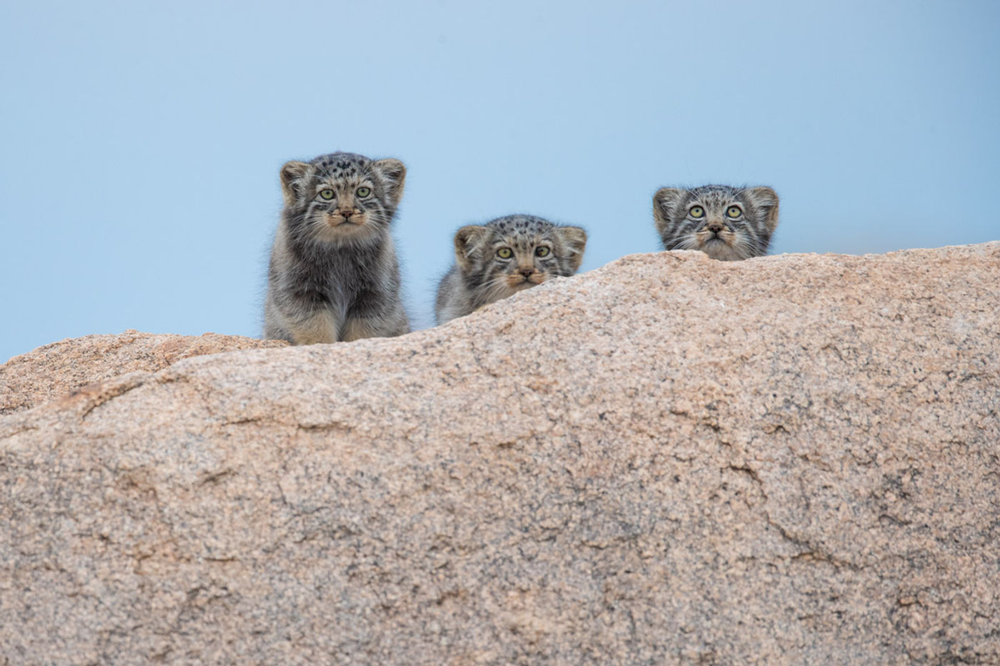 Tijdens de reis stonden we oog in oog met deze drie jonge manoels. © Pieter-Jan Dhondt