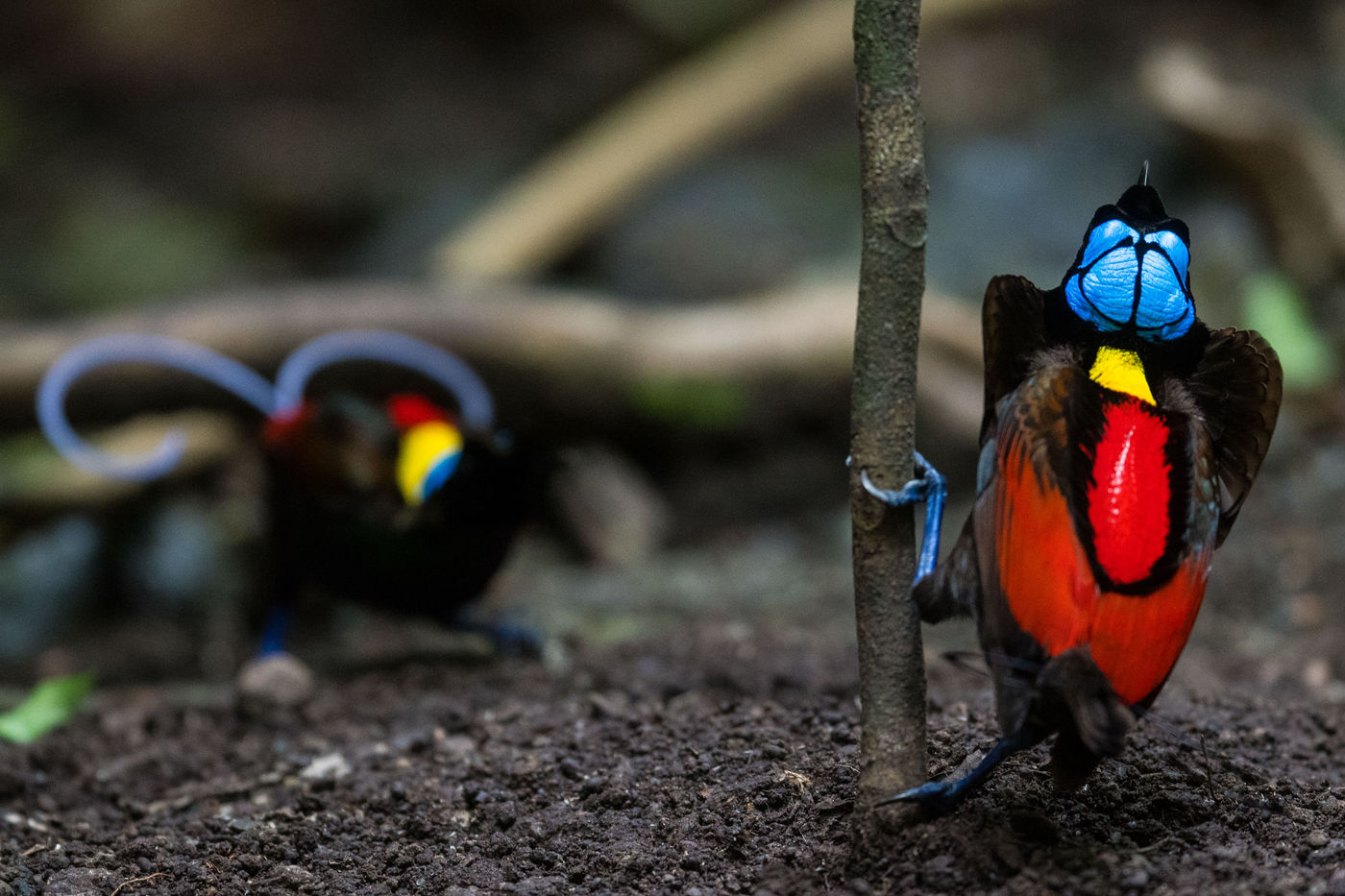 Wilson's bird-of-paradise. © Billy Herman