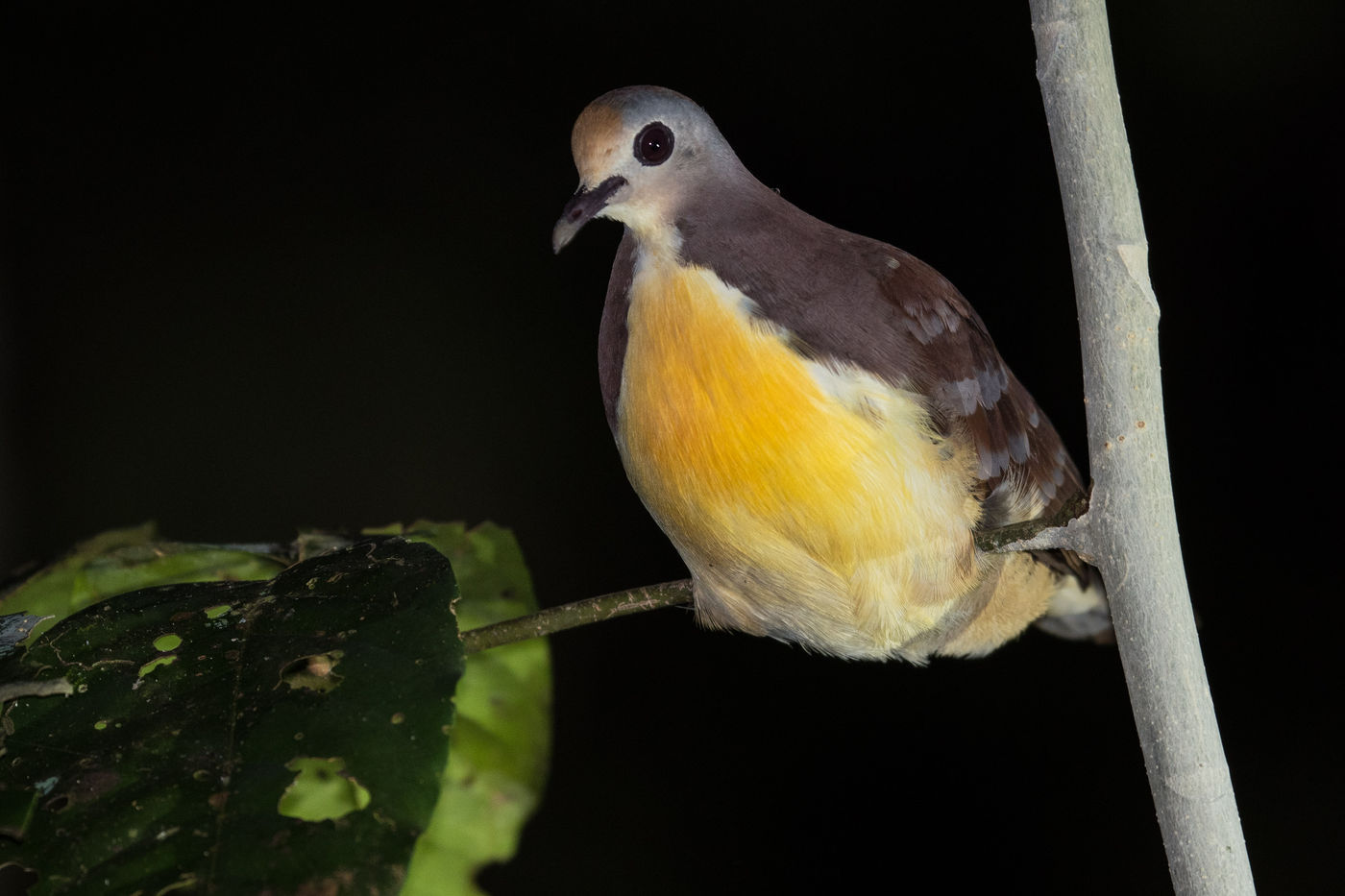 Cinnamon ground-dove is een lastige soort geworden. © Billy Herman