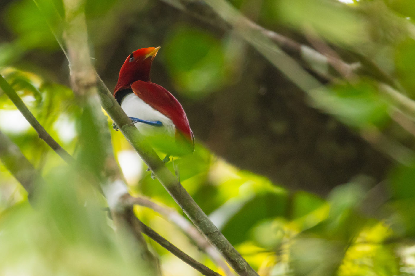 King bird-of-paradise. © Billy Herman