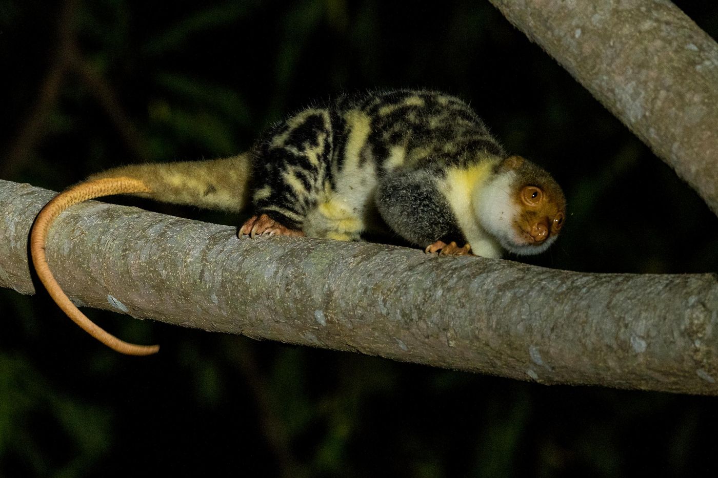 Waigeo spotted cuscus. © Billy Herman