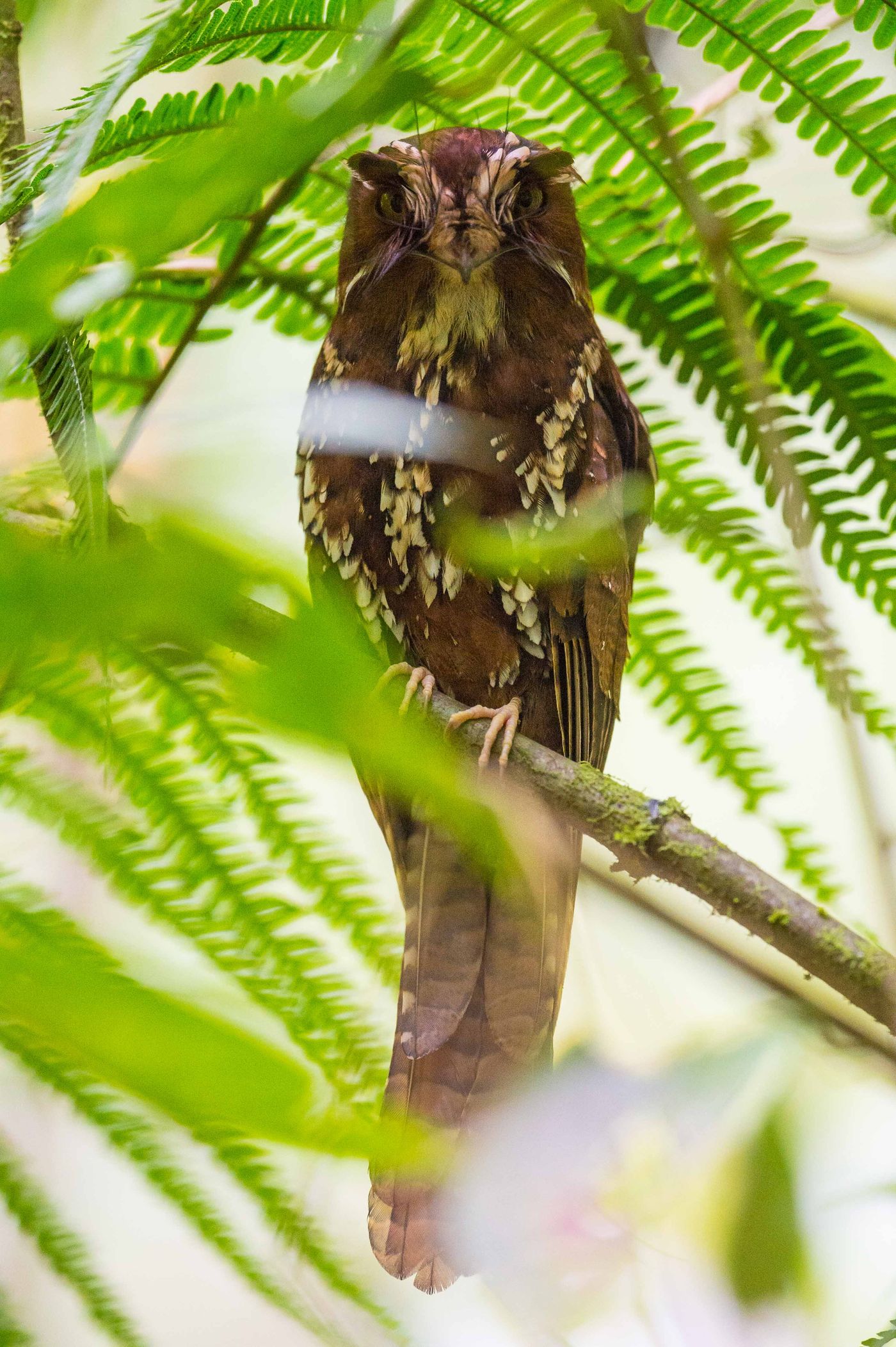 Feline owlet-nightjar. © Billy Herman