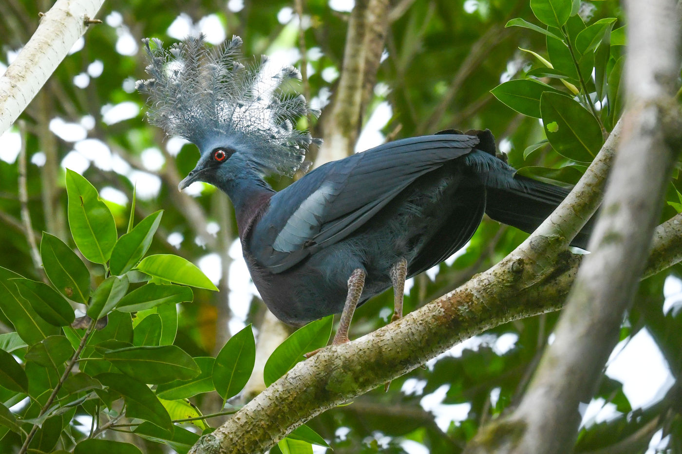 Victoria crowned-pigeon. © Billy Herman