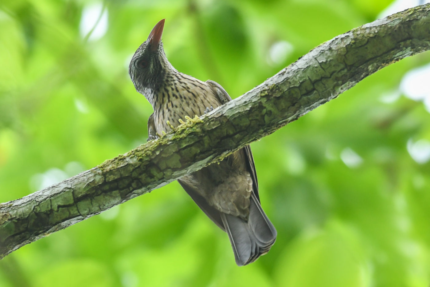 Brown oriole. © Billy Herman