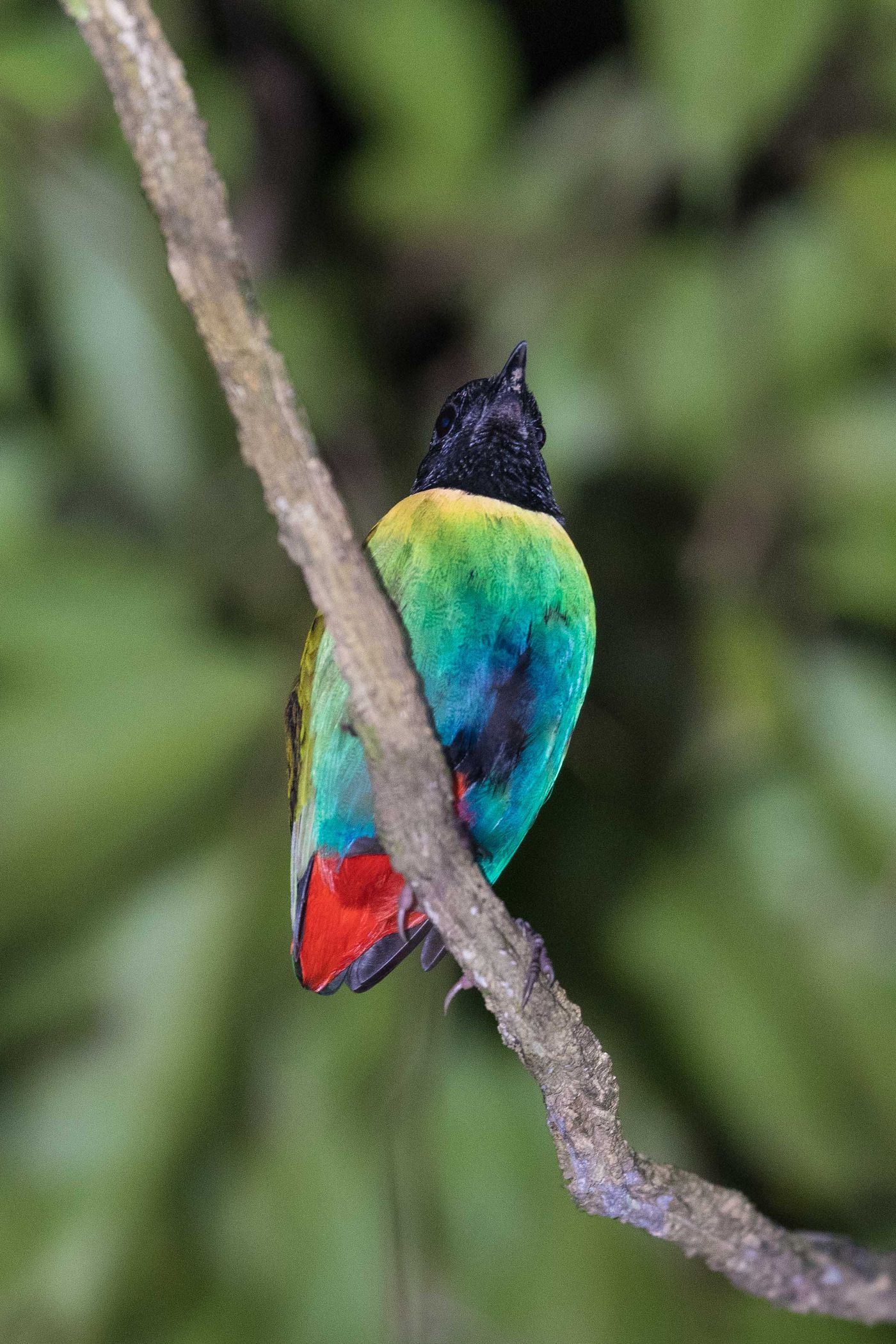 Hooded pitta. © Billy Herman