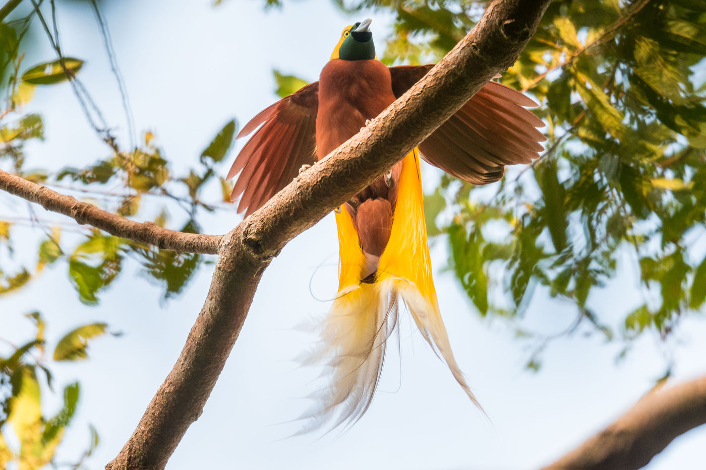 Dansende lesser bird-of-paradise. © Billy Herman