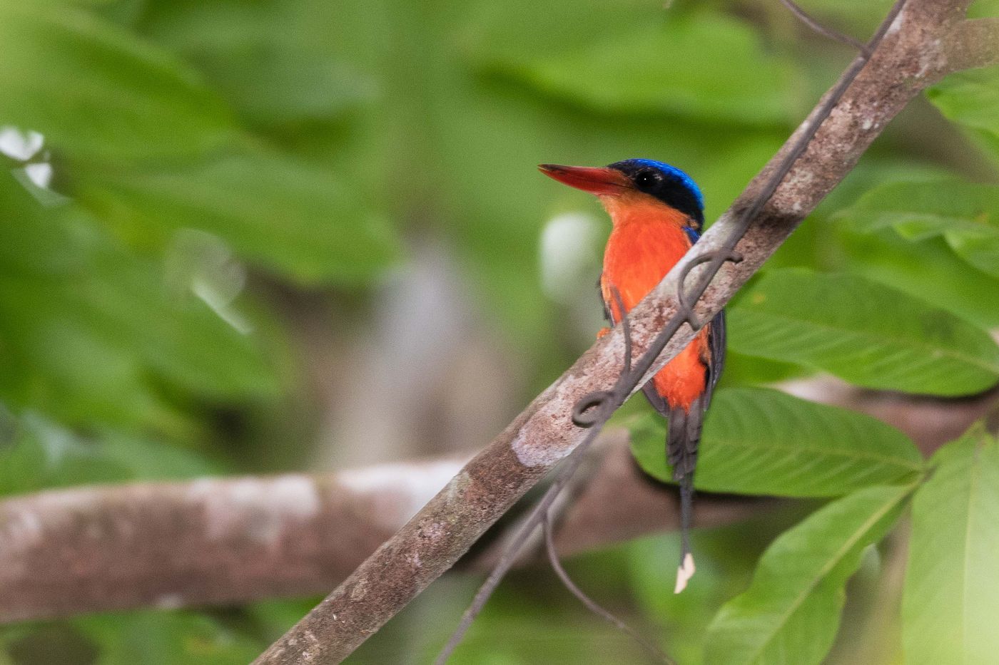 Red-breasted paradise-kingfisher. © Billy Herman